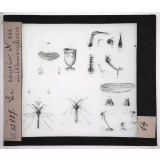 Les Insectes. Le cousin et ses métamorphoses.