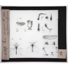 Les Insectes. Le cousin et ses métamorphoses.