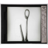Les Bourgeons. Jeune feuille de fougère aigle.