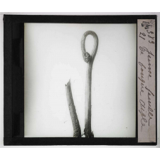 Les Bourgeons. Jeune feuille de fougère aigle.