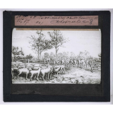 Pasteur. Vaccination charbonneuse en Australie.