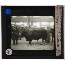 Les Races bovines. Taureau limousin.