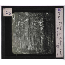Forêts de France. Feuillus et résineux. Perchis de mélèzes. Forêts de Crésaux (Hautes-Alpes).
