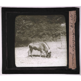 Bêtes de somme. Antilope gnoue.