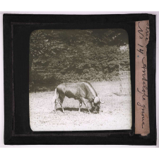 Bêtes de somme. Antilope gnoue.