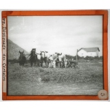 Algérie, agriculture. Dépiquage des céréales.