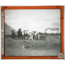 Algérie, agriculture. Dépiquage des céréales.