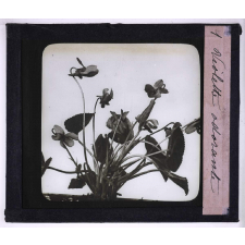 L'Art à l'école, décoration par les fleurs de printemps. Violette odorante.