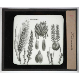 Les Plantes. Froment.
