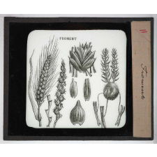 Les Plantes. Froment.