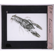 La Radiographie appliquée aux Sciences médicales. Ecrevisse.