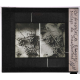 La Production des raisins de table. Les chasselas de Thomery. Ciselage du Frankenthal.