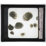 Quelques exemples d'observations microscopiques. Foraminifères.