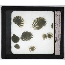 Quelques exemples d'observations microscopiques. Foraminifères.