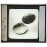 Les Mollusques comestibles. Vernis.