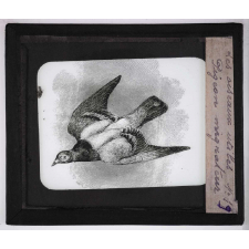 Les Oiseaux utiles. Pigeon migrateur.