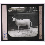 Races de bœufs, porcs, moutons. Mouton Disley.