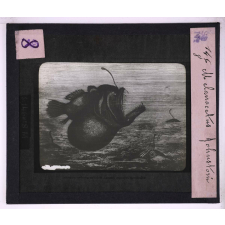 La Vie au fond des mers. Melanocetus Johnstoni.