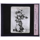 L'Art à l'école, décoration par les fleurs de printemps. Bouquet d'anémones des bois.