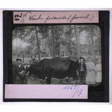 Les Régions de craie du nord de la France (Amiénois) (géographie physique et humaine). Vache picarde (Jumel).