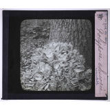 La Vie des champignons. Polypore chicorée.