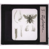 Les Insectes et les arachnides. Xylocope.