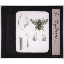 Les Insectes et les arachnides. Xylocope.
