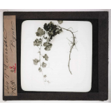 Les Plantes. Marcotte de vigne.