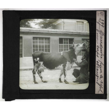 Les Principales maladies de l'espèce bovine. Manœuvre pour le rejet d'un corps étranger.