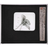 Les Abeilles. Fleur de capucine coupée en long.