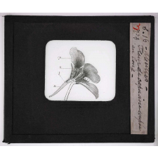 Les Abeilles. Fleur de capucine coupée en long.