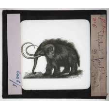 Les Fossiles de l'ère tertiaire et de l'ère quaternaire. Eléphant fossile de Dufort (Gard).
