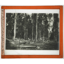 Algérie, pays indigènes. Exploitation d'Eucalyptus globulus Aïn Mokra.