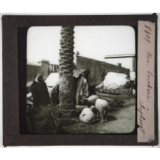 Algérie. Une boucherie à Laghouat.