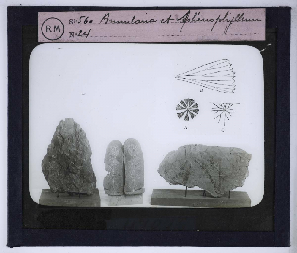 Les Transformations du monde végétal. Annularia et Sphenophyllum.