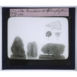Les Transformations du monde végétal. Annularia et Sphenophyllum.