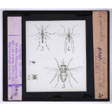 Les Microbes. Les insectes propagateurs de maladies.