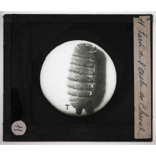 Métamorphoses des insectes. Larve de l'Oestre du Cheval.