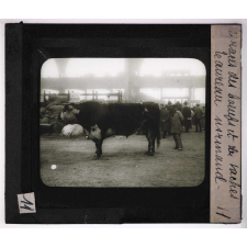 Les Races bovines. Taureau normand.
