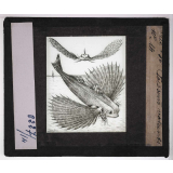 Mœurs des poissons. Poissons volants.