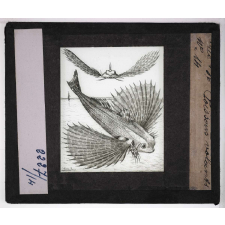 Mœurs des poissons. Poissons volants.
