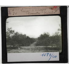 Australie Série II. Géographie humaine et économique. Verger d'orangers Parametta.