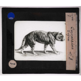 Les Carnassiers. Tigre.