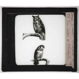 Les Oiseaux (grands rapaces). Duc carré et chevêche.