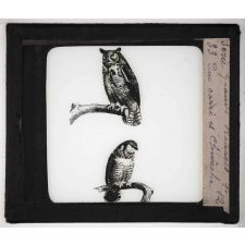 Les Oiseaux (grands rapaces). Duc carré et chevêche.