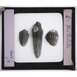 Les Animaux disparus. Trilobites.