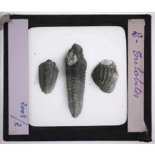 Les Animaux disparus. Trilobites.