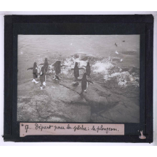 La Vie et les moeurs du pingouin Adélie. Départ pour la pêche : le plongeon.