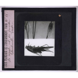 La Vie des insectes. La cigale et sa ponte. Sauterelle verte.