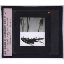 La Vie des insectes. La cigale et sa ponte. Sauterelle verte.